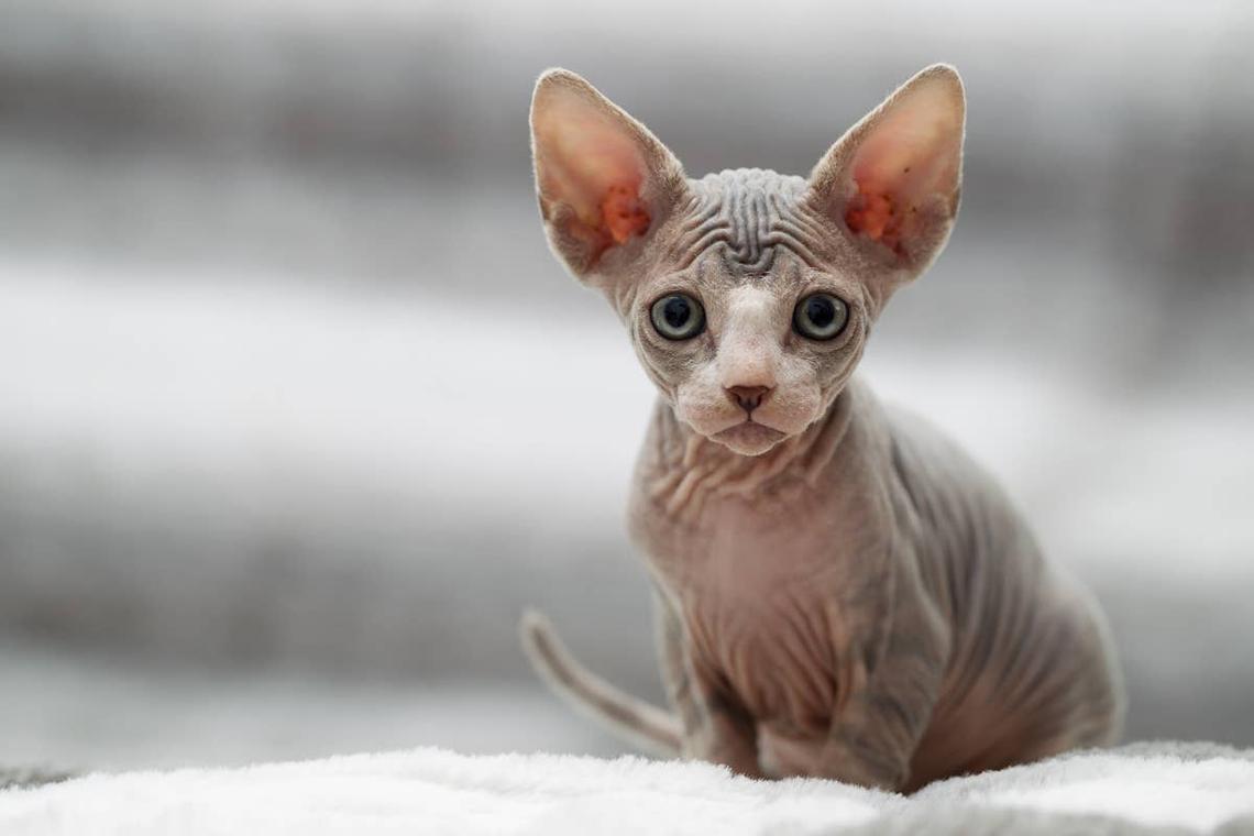  A hairless cat posing on a blanket. 