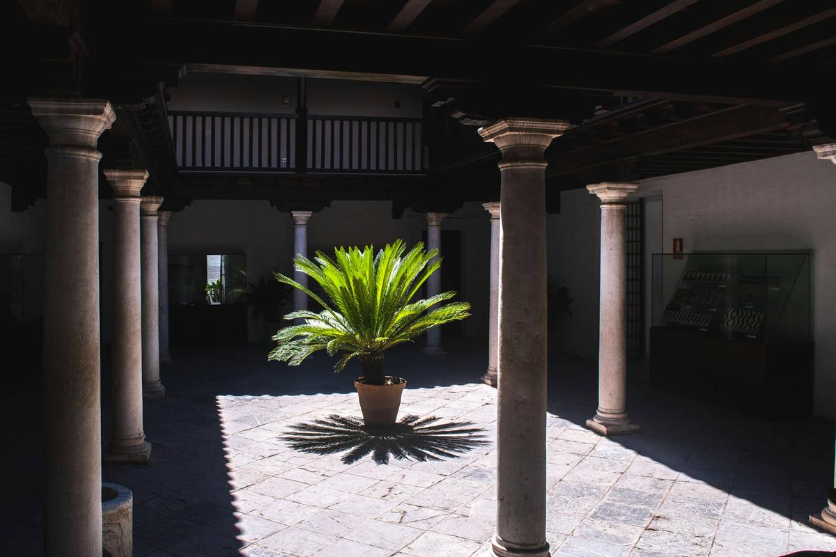  Sago palm in courtyard.