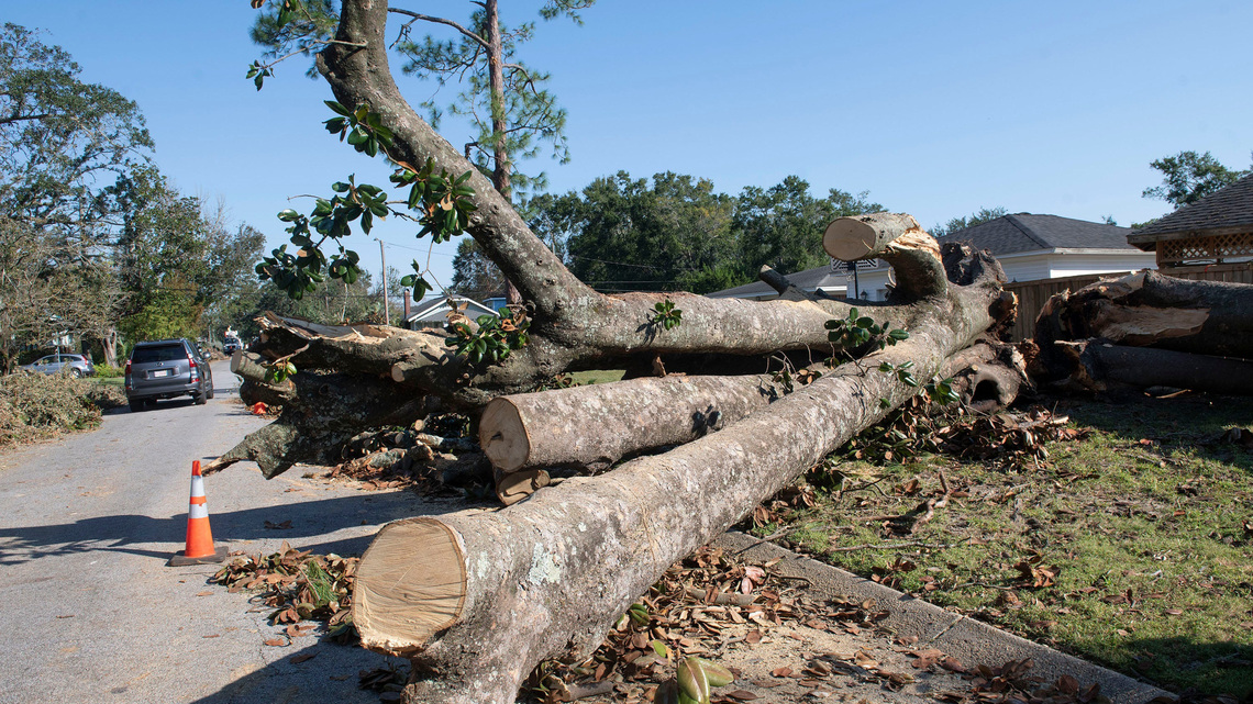 America's second-largest magnolia tree toppled by Isaias in East Hill
