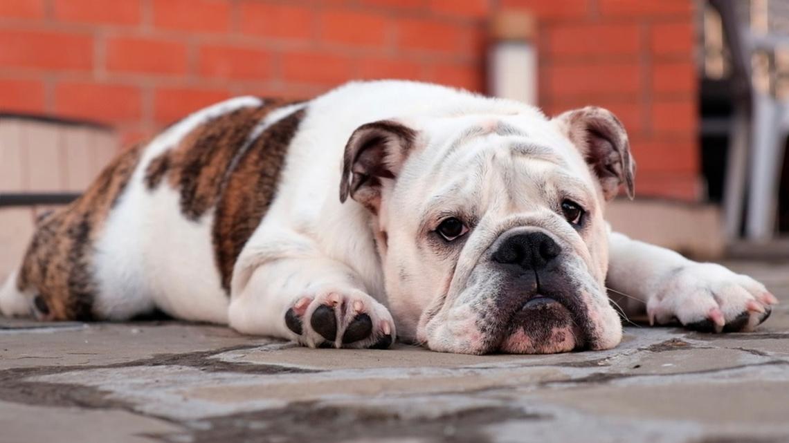 Sad looking English bulldog.