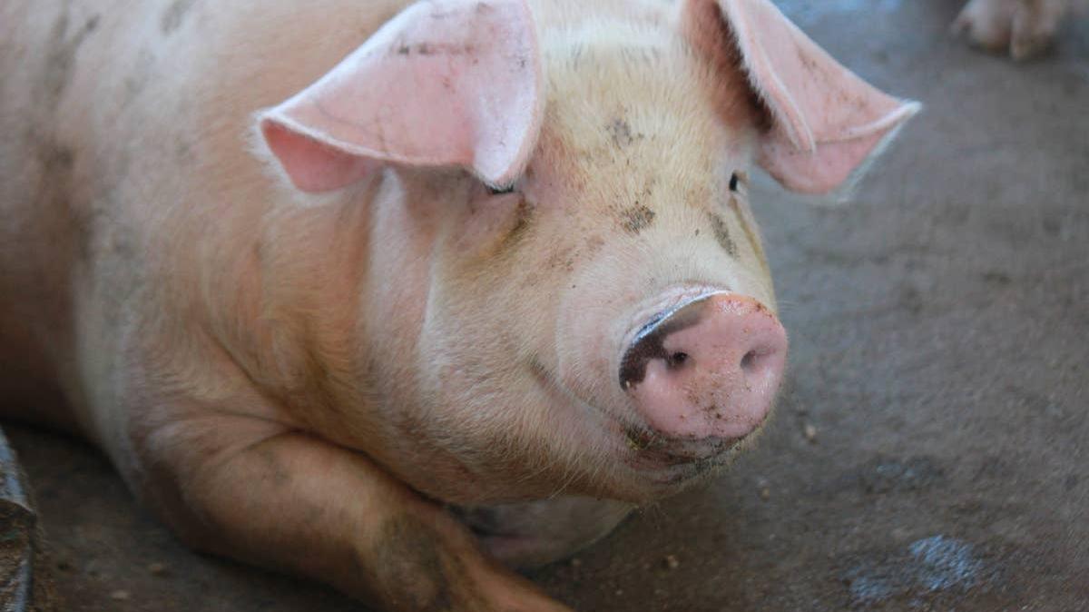 arena photography