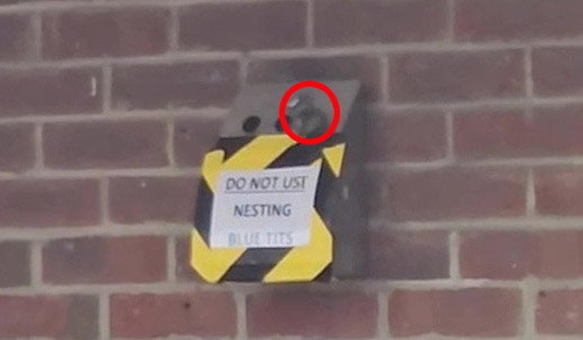  Video grab of a blue tit (red circle) arriving at the nest. (Sam Warner via SWNS) 