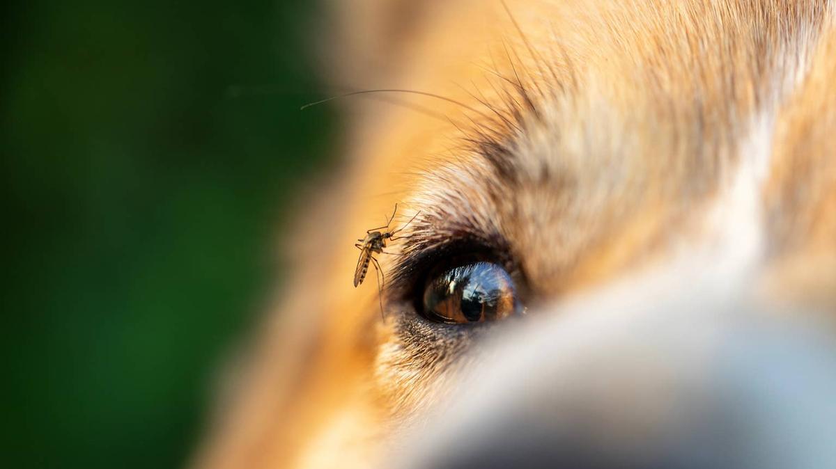 Mosquito and Dog.
