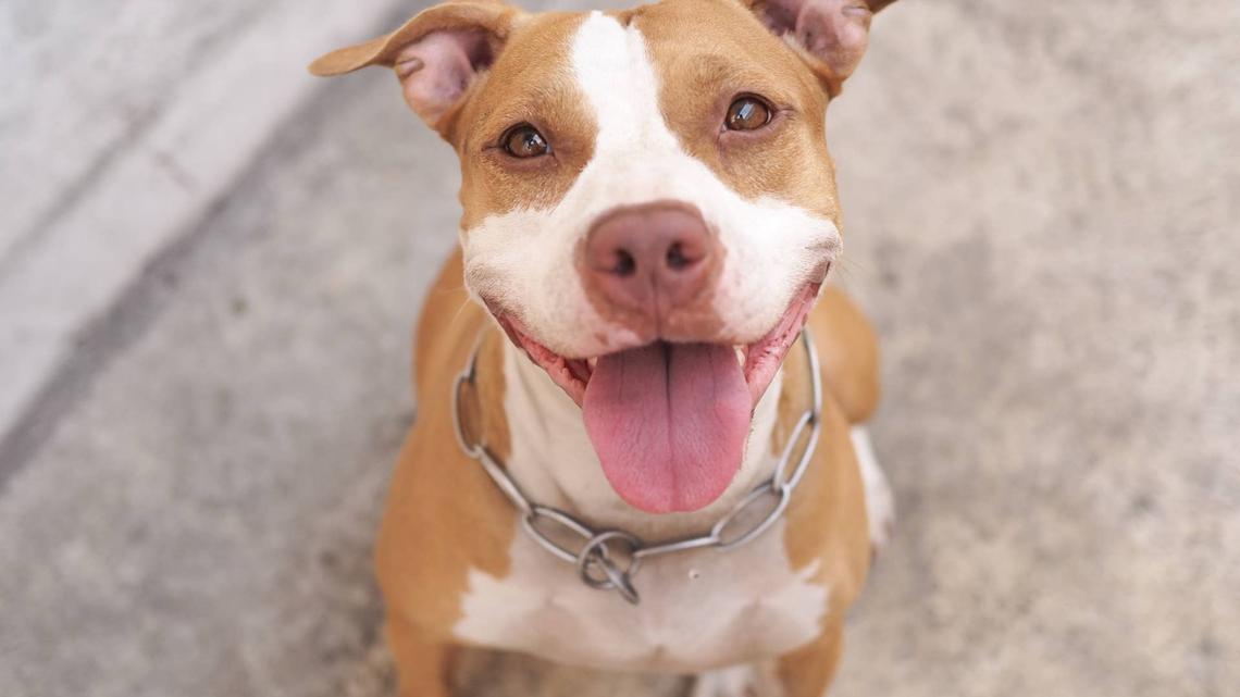 People Can't Believe This Pit Bull's Self-Control Around Food