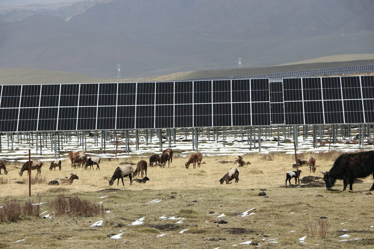  Livestock graze near solar panels in eastern Tibet. Sanggay Tashi, CC BY-ND 