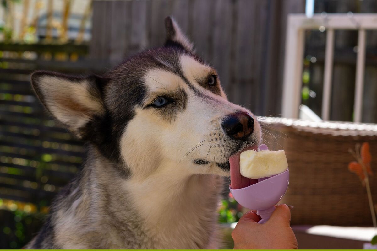  A stock image of a husky licking a popsicle to stay cool in the heat. 