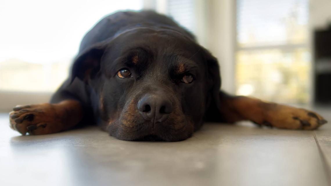 Rottweiler Eats Mom's Expensive Makeup-and There's No Way She Can Deny It Was Her 