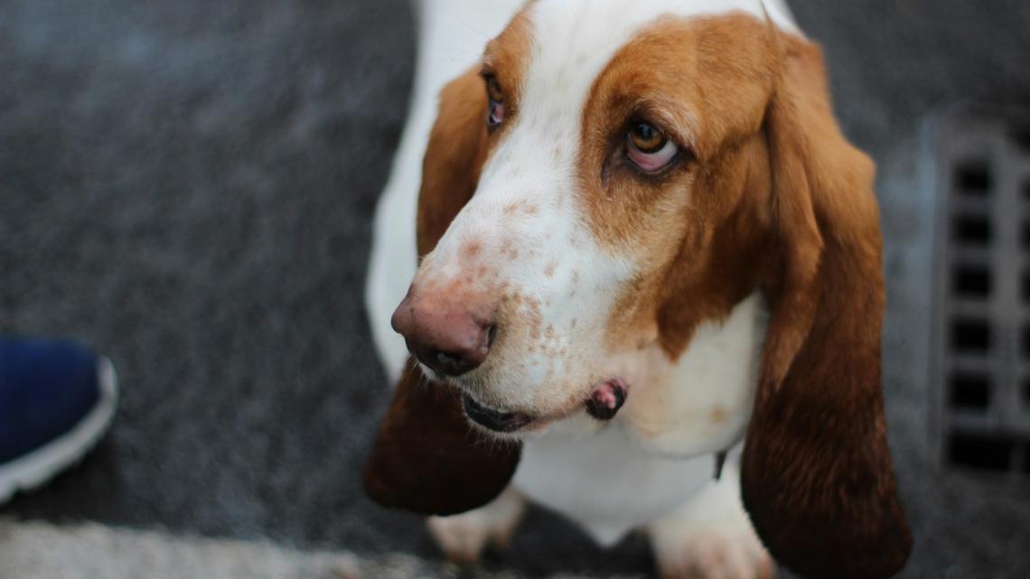 Blind Basset Hound Who 'Thinks She's Begging' Is the Cutest Thing We've Ever Seen 