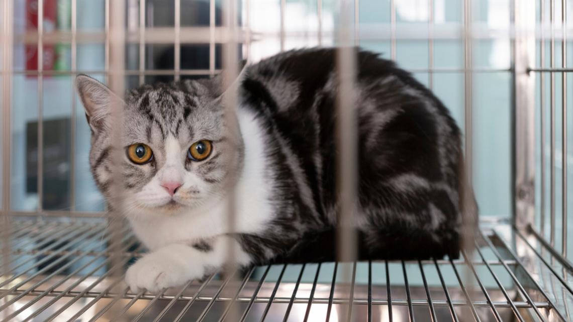 Shut-Down Senior Cat New to the Animal Shelter Is Breaking Everybody's Heart 