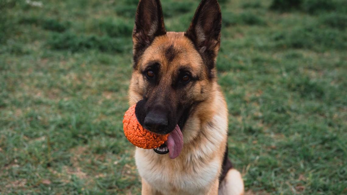 German Shepherd ‘Invents' New Toy and Proves Just How Smart the Breed Is 