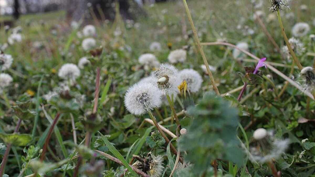 The 8 Texas weeds behind your itchy eyes and patchy lawn this fall ...