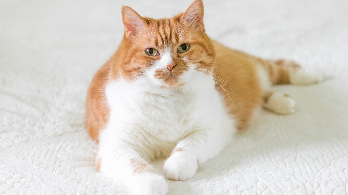 A large orange-and-white cat lying on a blanket. 