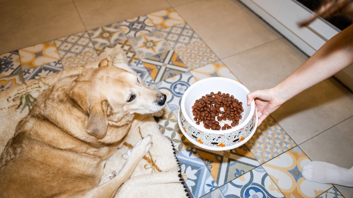 Golden Retriever Gets a Little Treat Before Breakfast, and He's So Sweet About It 