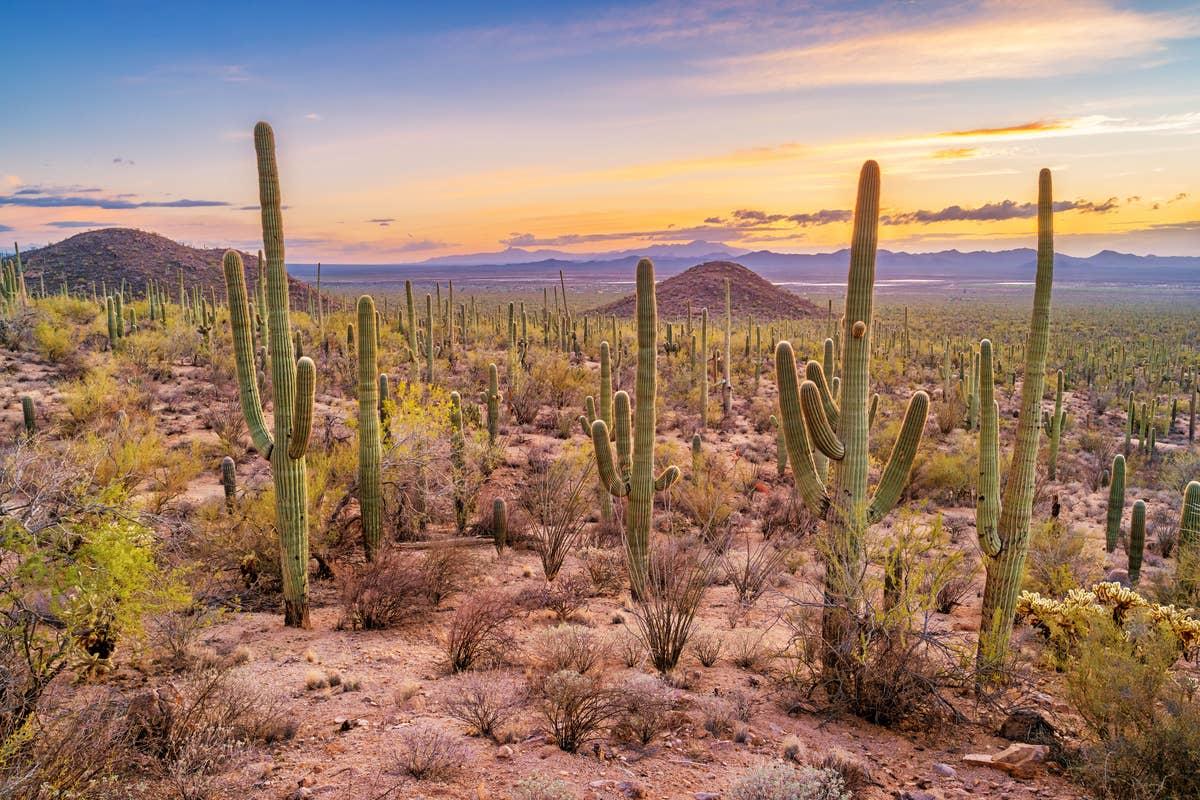  Deep within the Arizona desert are rattlesnakes.