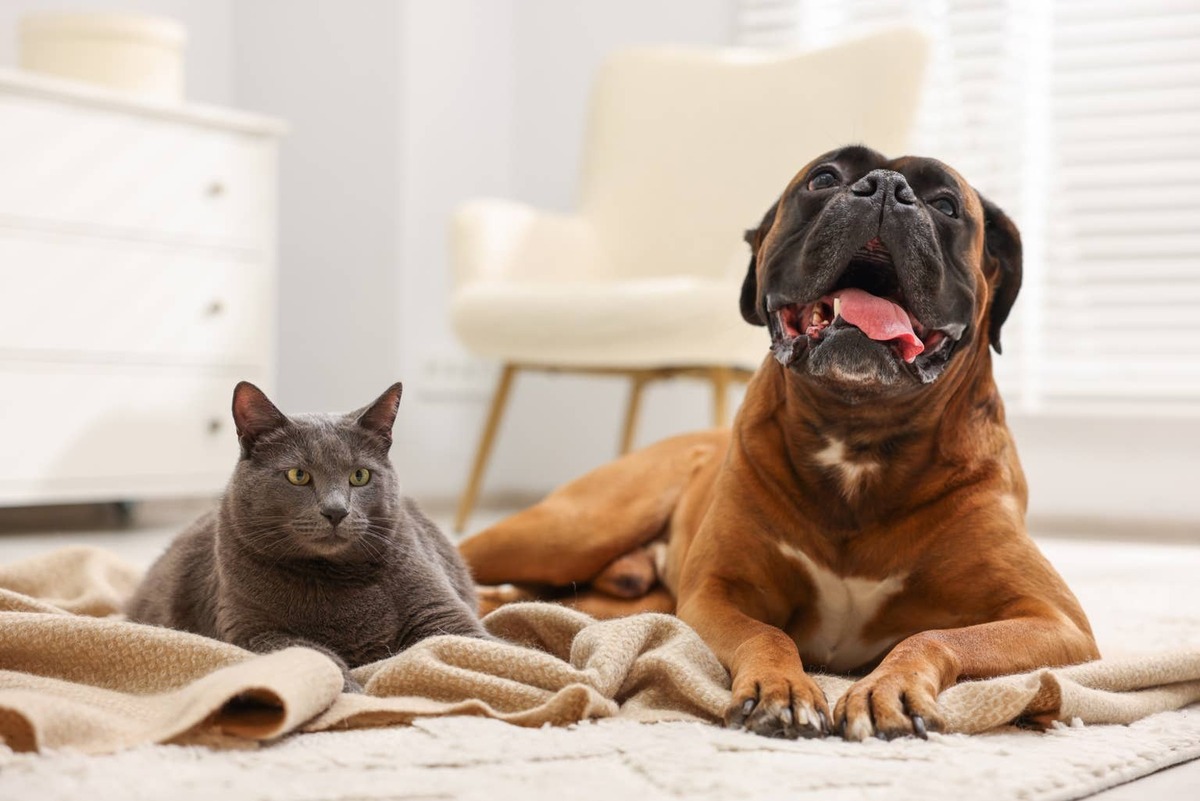  A gray cat and a Boxer dog lounging together.