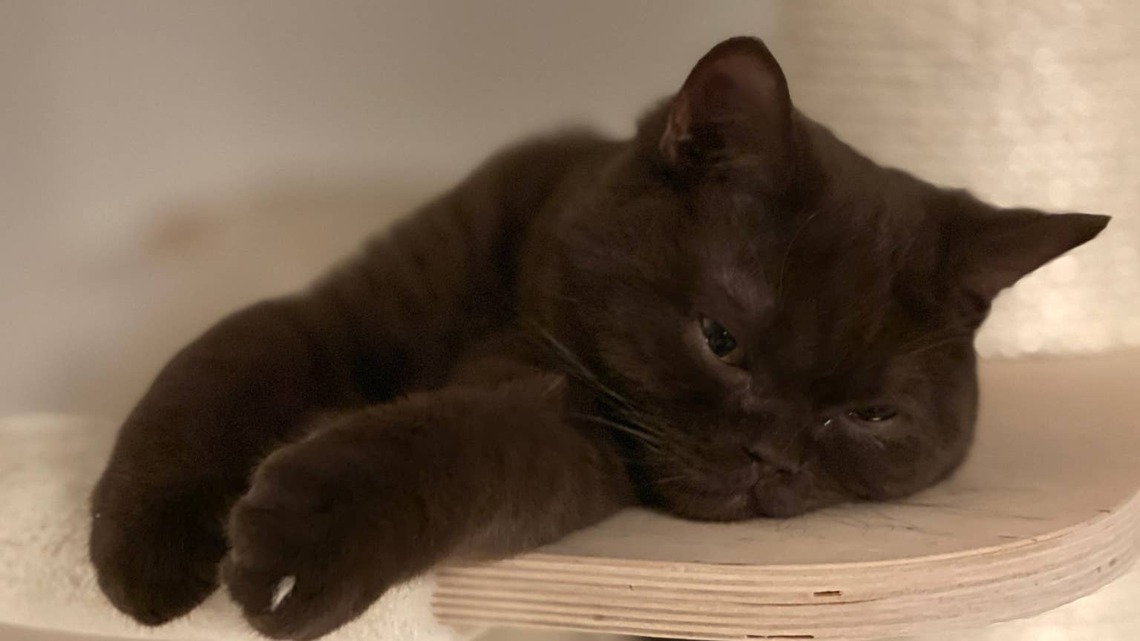 Precious British Shorthair Kitten Looks Just Like a Little Brown Bear