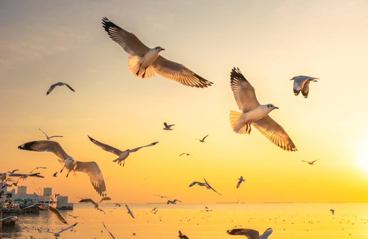  Birds sensing a change in the weather and flying to avoid it.