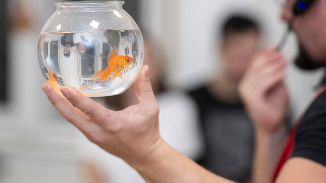 7 Things to Know Before Getting Goldfish, According to a Vet 