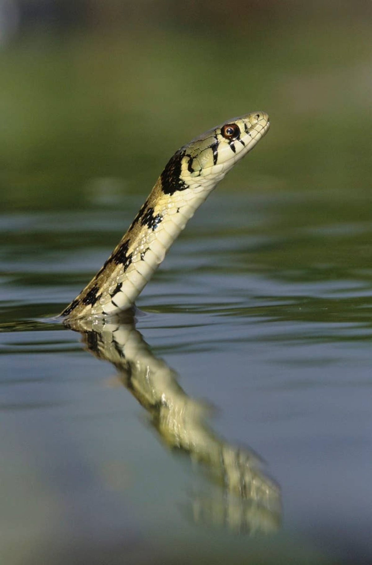  Lake Orion is home to snakes in and around the water.