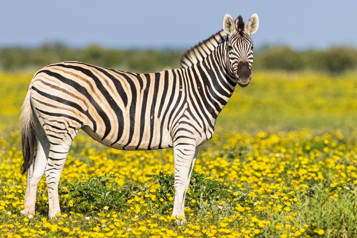 Though California has a long list of animals you cannot own, the list of exotic pets you can have includes zebras.