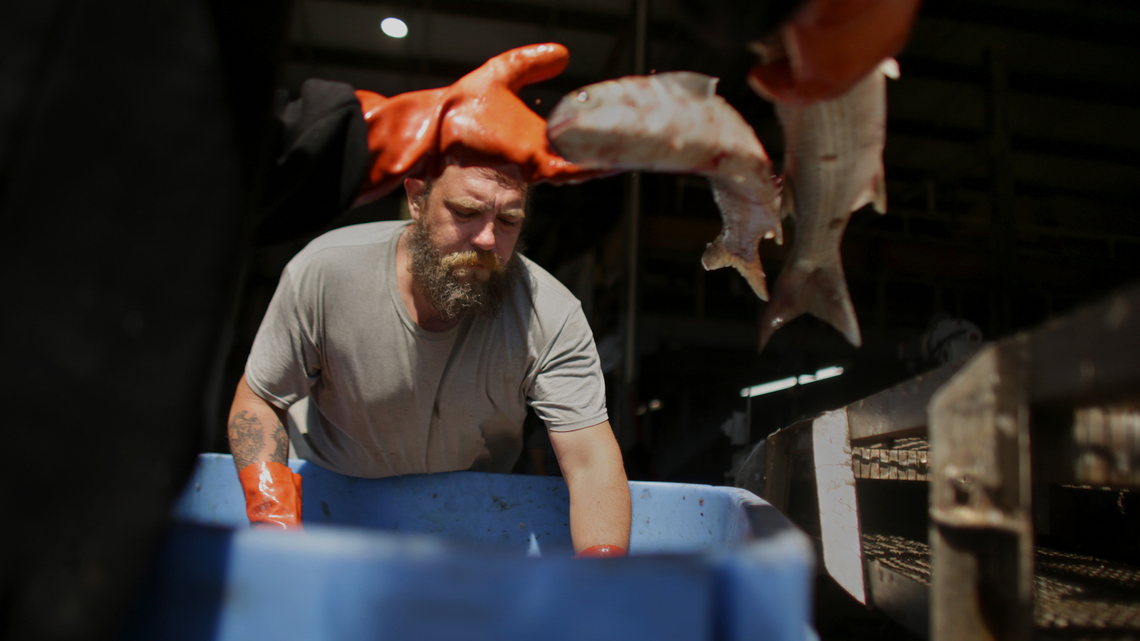 How one NC fish house ships fresh catch to seafood markets across US 