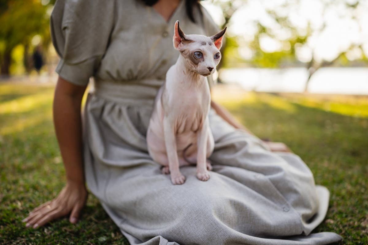  These cats tend to thrive when temperatures rise.