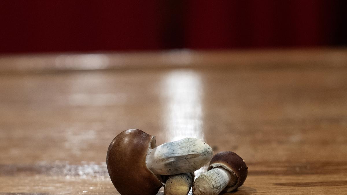 Undried "Universal Truth" psilocybin mushrooms are placed on a table by Benji "Teopixqui Dez" Dezaval, founder of The Community of PACK Life, which serves as Colorado's first psychedelic church, on Feb. 18, 2025, in Colorado Springs, Colorado. Dezaval, who started the church in 2024, hands out up to two grams of a psilocybin mushroom to each church congregant weekly. Colorado voters passed Proposition 122 in 2022, which decriminalized the use of psilocybin mushrooms, commonly referred to as "magic mushrooms." Dezaval has seen the church grow to over 400 congregants in the past year. (Jason Connolly/AFP/Getty Images/TNS)