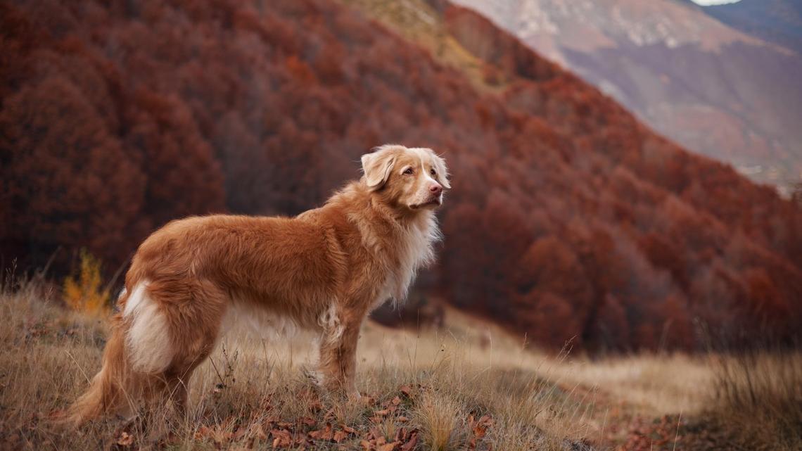 The Bond Between Humans and Dogs Goes Back Further Than Previously Thought, According to New Study 