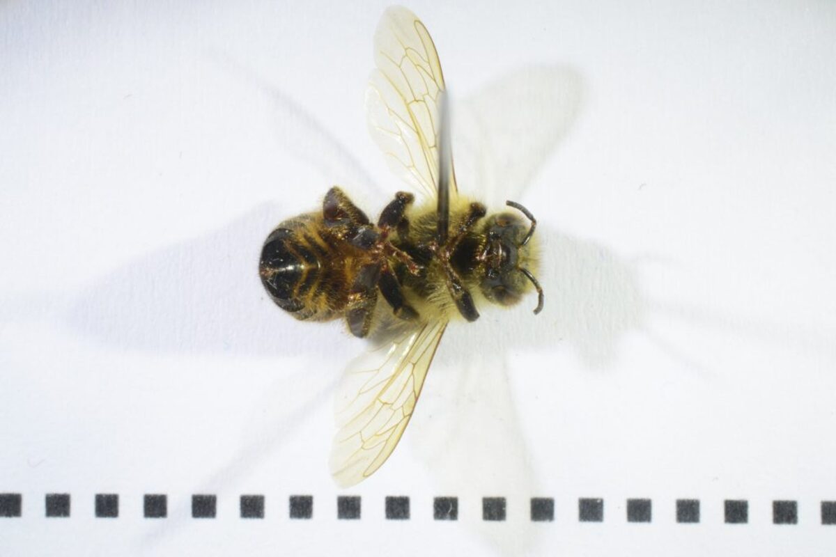  Western honeybee (Apis mellifera). Bees are among the insects traditionally consumed in different human cultures. (Juan Manuel Calvo Martin via SWNS) 