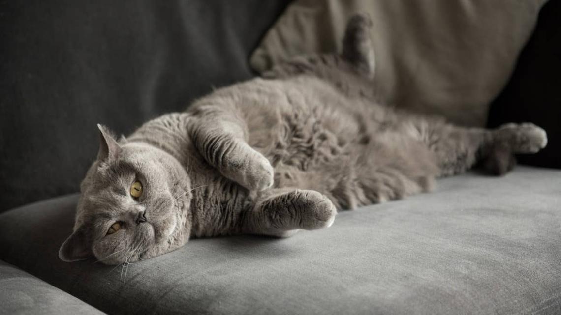 Cat Eats Too Much Catnip and His Hilarious Reaction Has the Internet Crying 