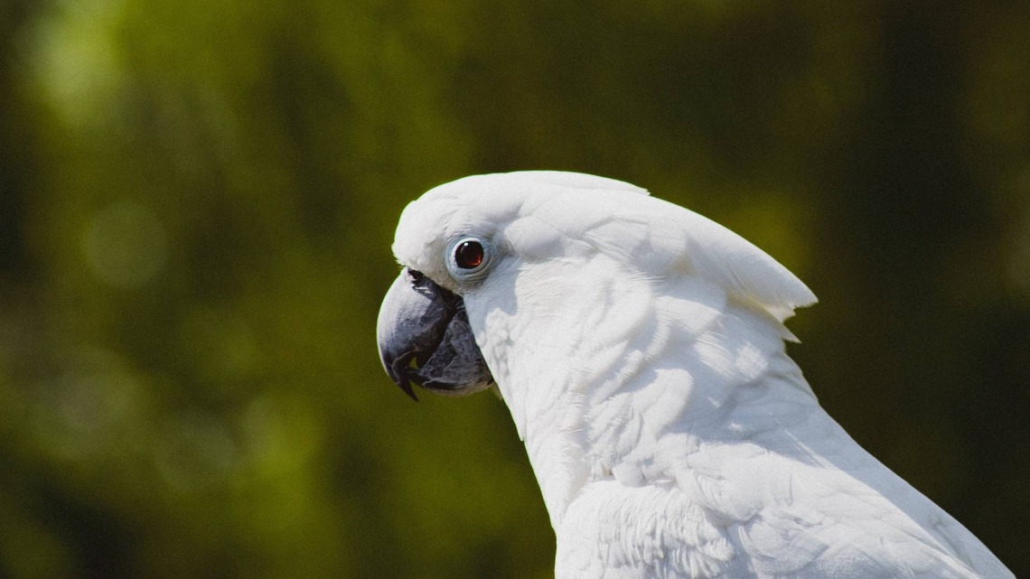 Cockatoo Turns Into ‘Neighborhood Watchdog' and It's Never Been Safer
