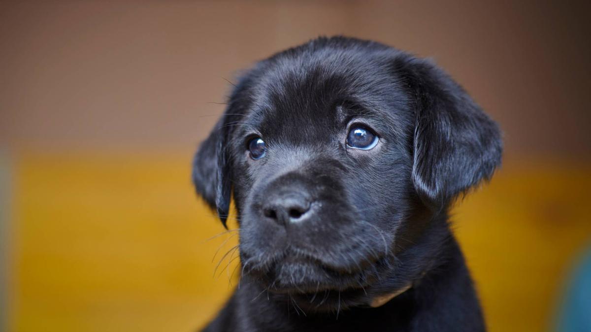 puppy black Labrador.