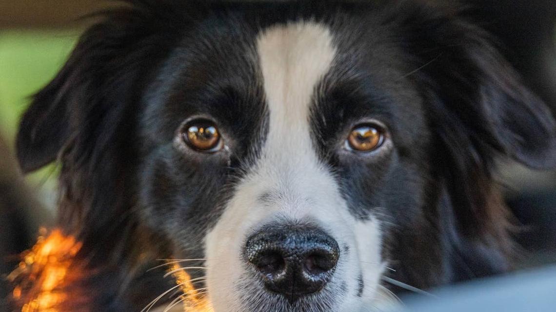 Dedicated Border Collie Herds Cat Into Making the Right Decision 
