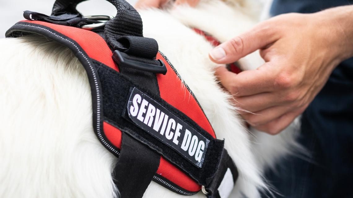 Man petting his service dog.