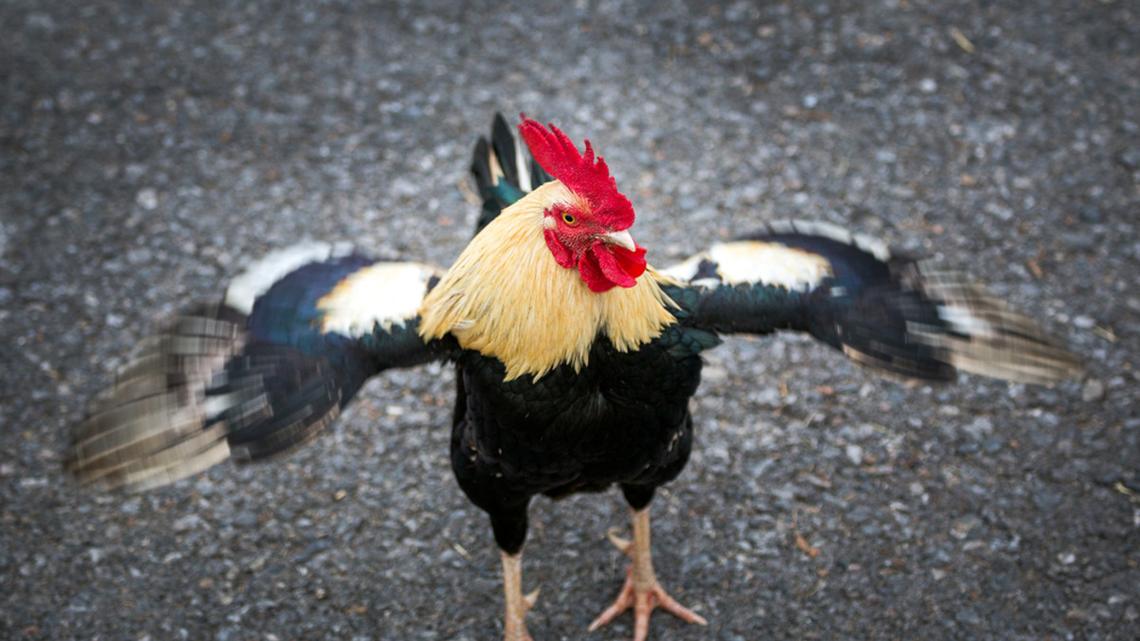 Neighborhood Rooster Has ‘Beef' With Family and We Can't Stop Laughing 