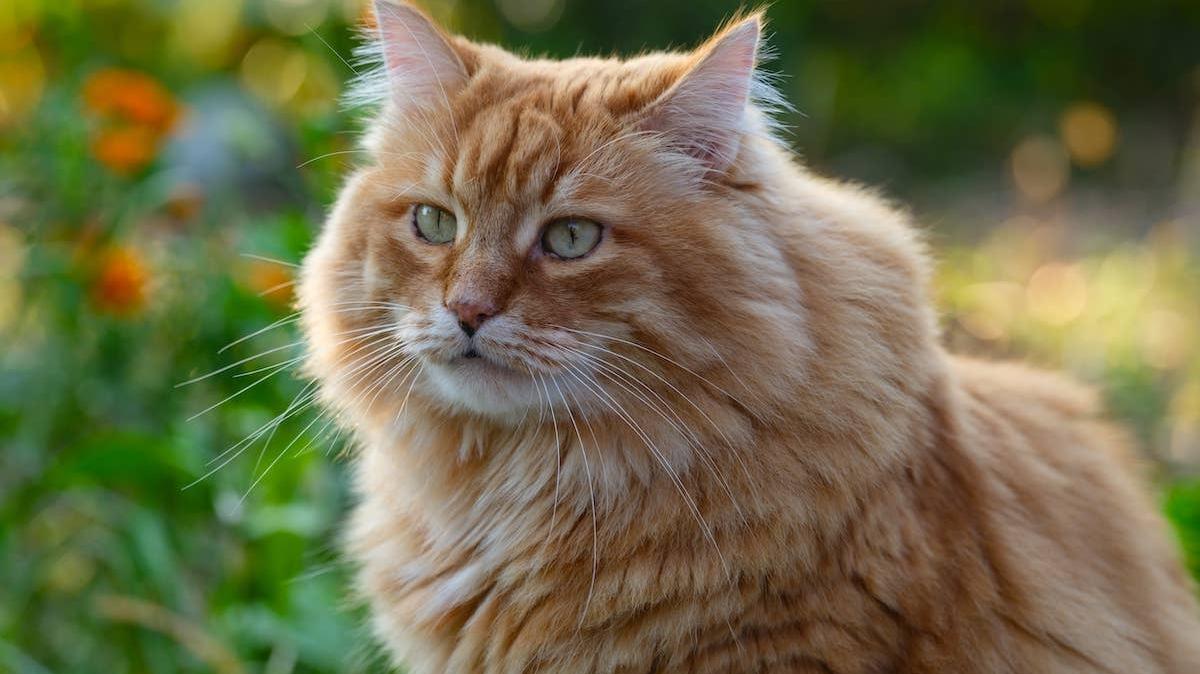 Orange cat outside. 
