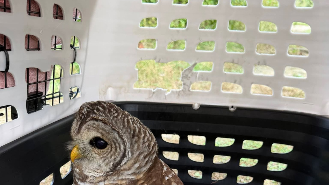 Crews try to save owl caught in fishing line at Deer Creek Reservoir