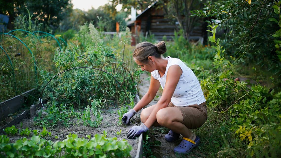 10 Ways to Get Rid of Weeds, According to Experts 