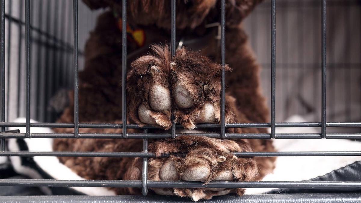 A brown Cocker Spaniel sits outside.