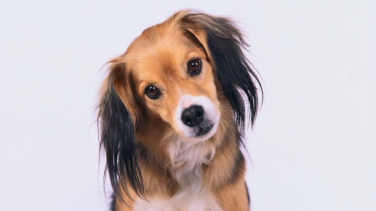 Dogs who are being trained and misinterpreting the cues.