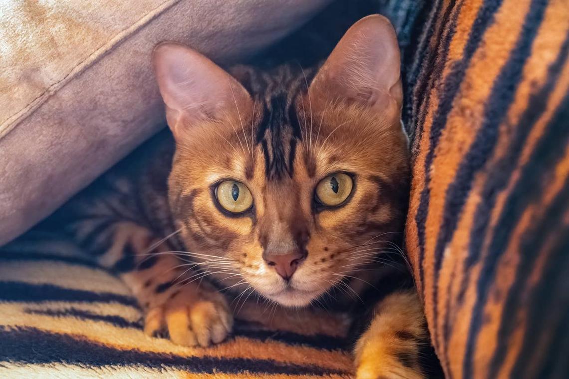  A silly Bengal cat hiding. 