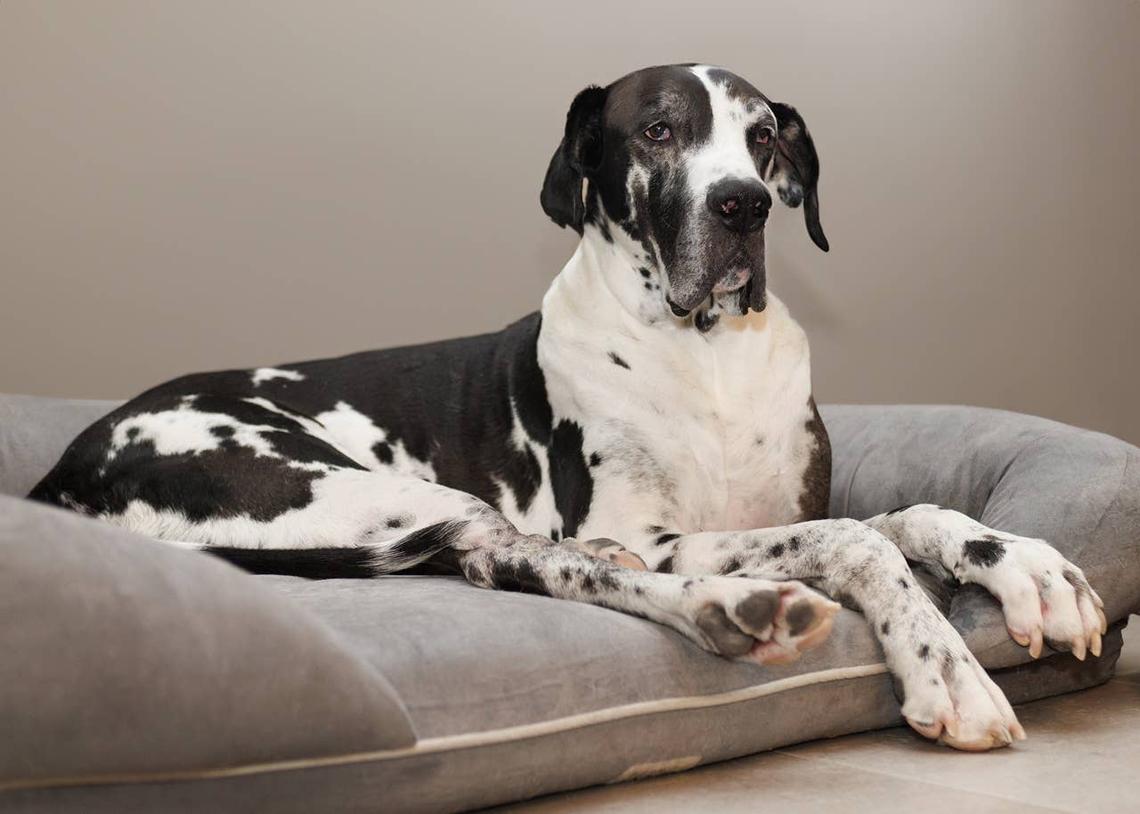  A calm but protective Great Dane on a dog bed. 