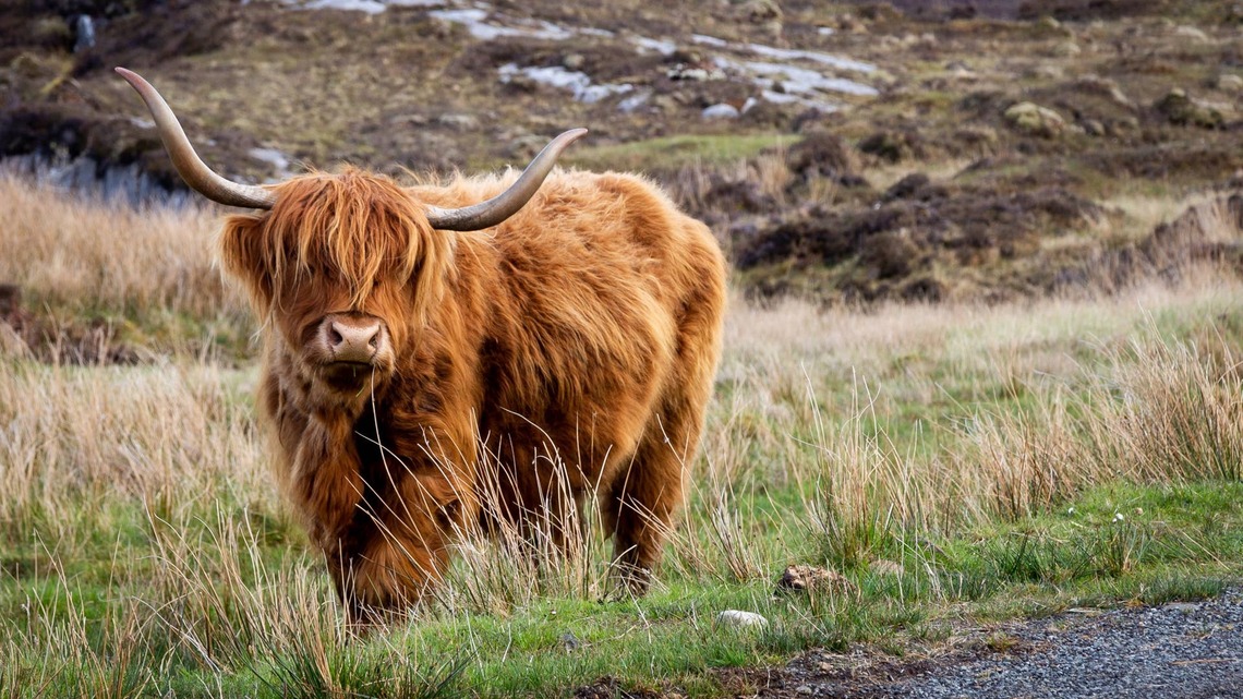 This Highland Cow Wants Scratches and He Demands To Be First in Line 
