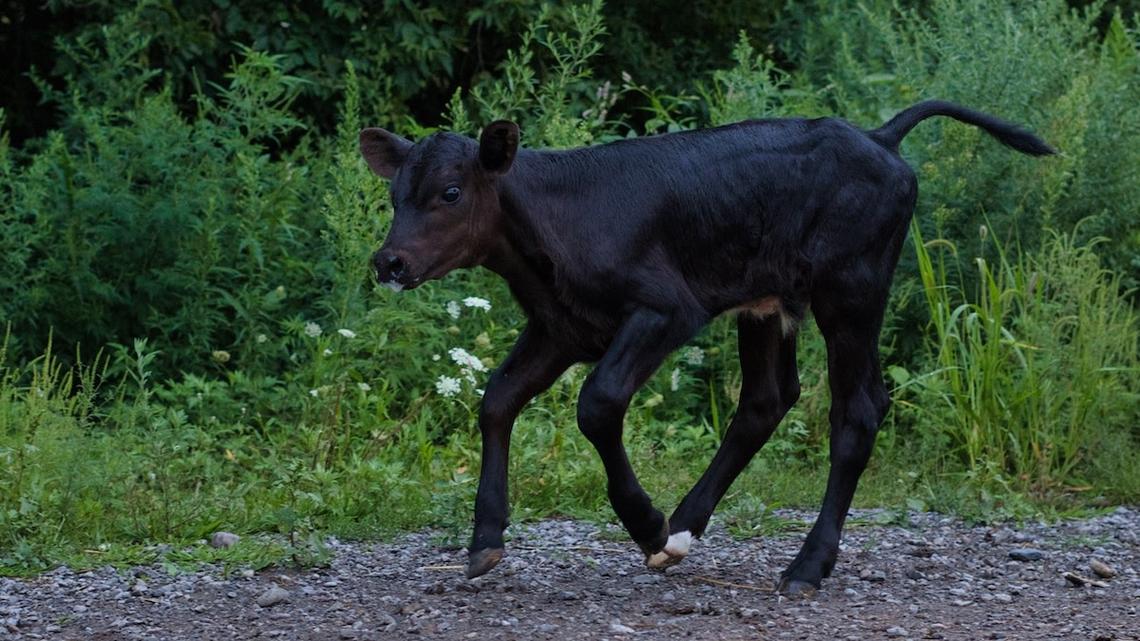 Selfless Woman Rescues Tiny Calf From the Side of the Road When the 'Cow Distribution System' Picks Her 