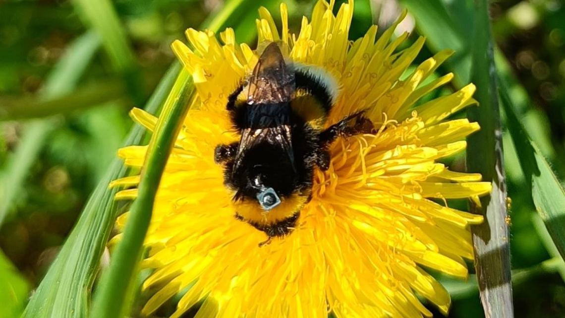 Researchers tracked the bumblebees' movements using RFID tags attached to them. (Kimmo Kaakinen via SWNS). 