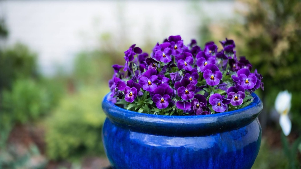 10 Flowers That Grow Well in Pots