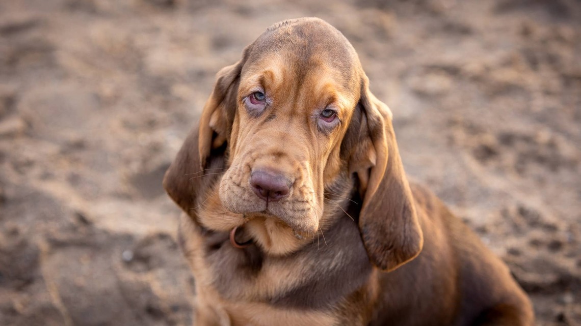 'Spicy' Bloodhound Puppy Sounds Just Like a Little Angry Chihuahua 