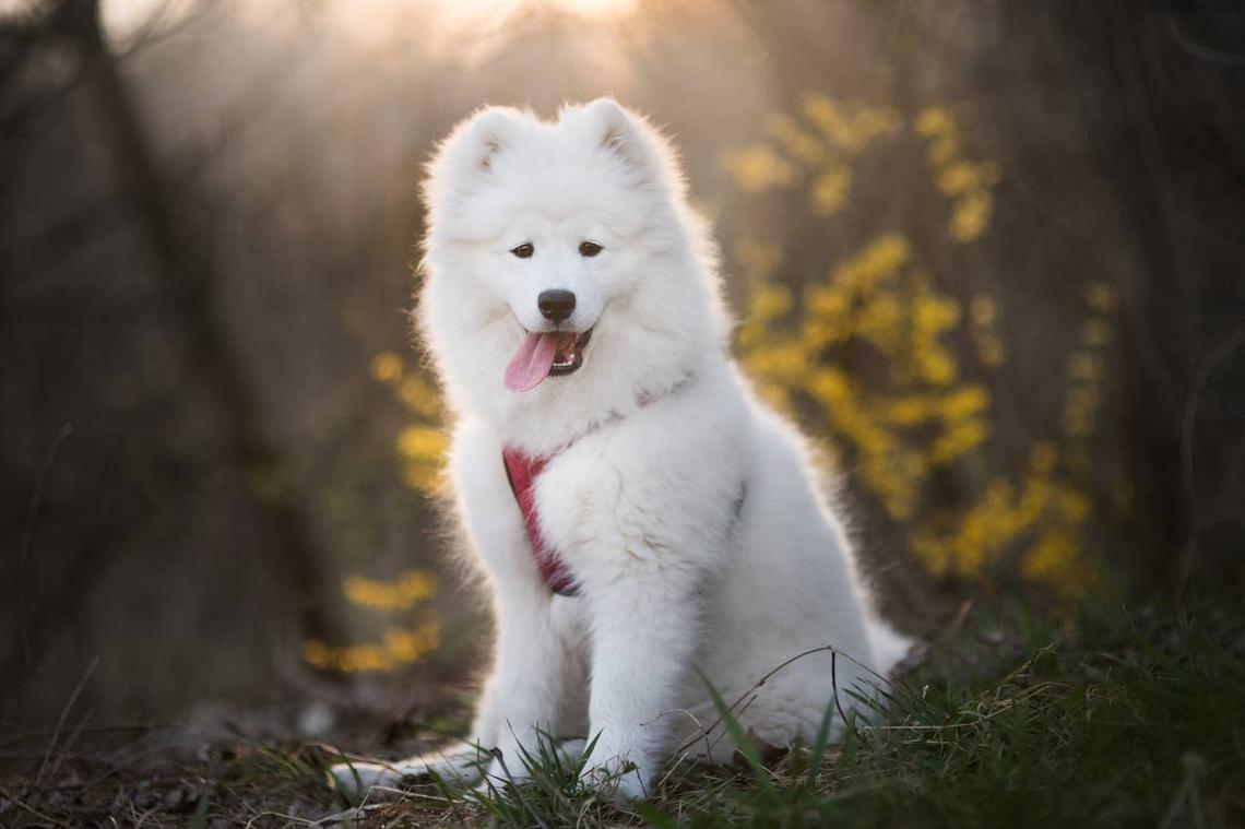  A happy Samoyed in the forest. 