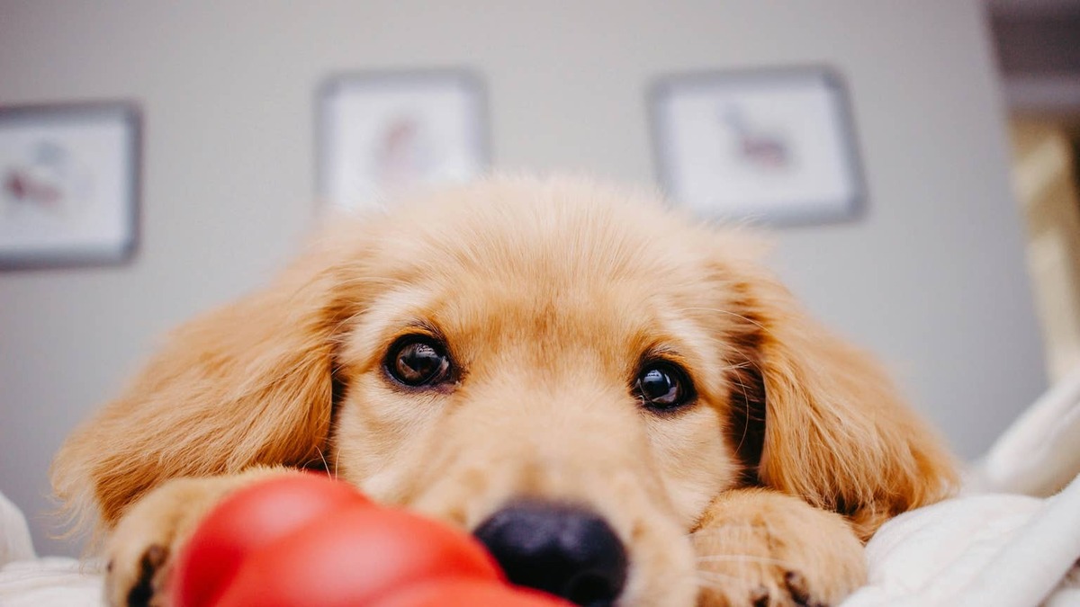 Dog with Kong toy.