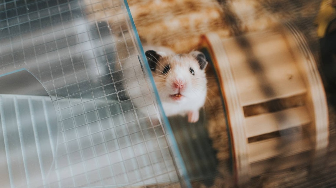 'Clingy' Hamster's Sweet Reaction to His Mom Coming Home After a Weekend Away Is the Definition of Pure Love 
